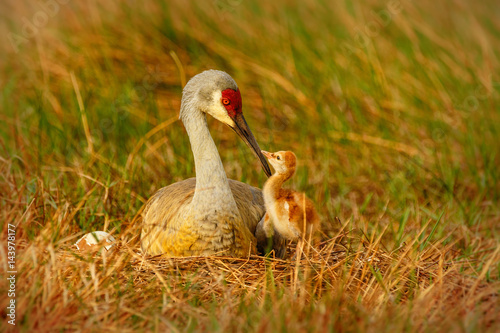 Squabbling Sandhill Chicks