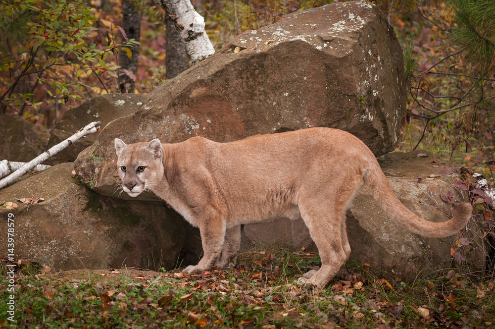 Esmerado sufrimiento Desaparecido Adult Male Cougar (Puma concolor) Stands at Den Entrance Stock Photo |  Adobe Stock