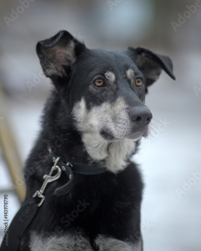 Black with white dog pooch on a leash in winter photo