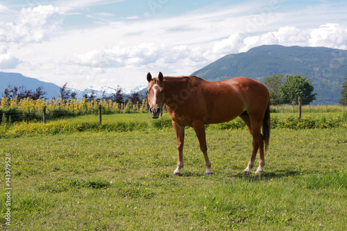 Fototapeta Naklejka Na Ścianę i Meble -  horse in field