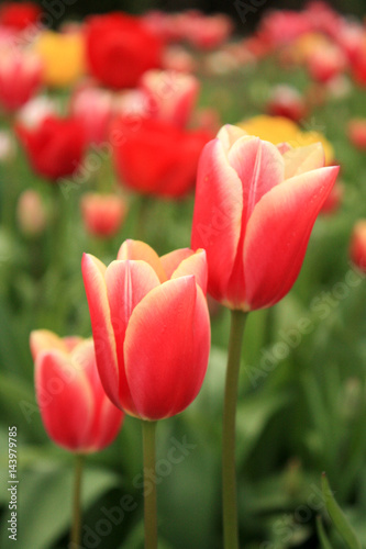 tulips