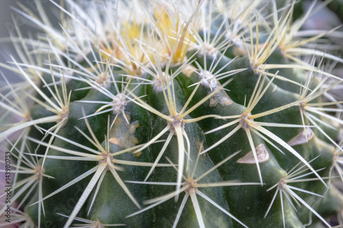 cactus asiendo de la suegra