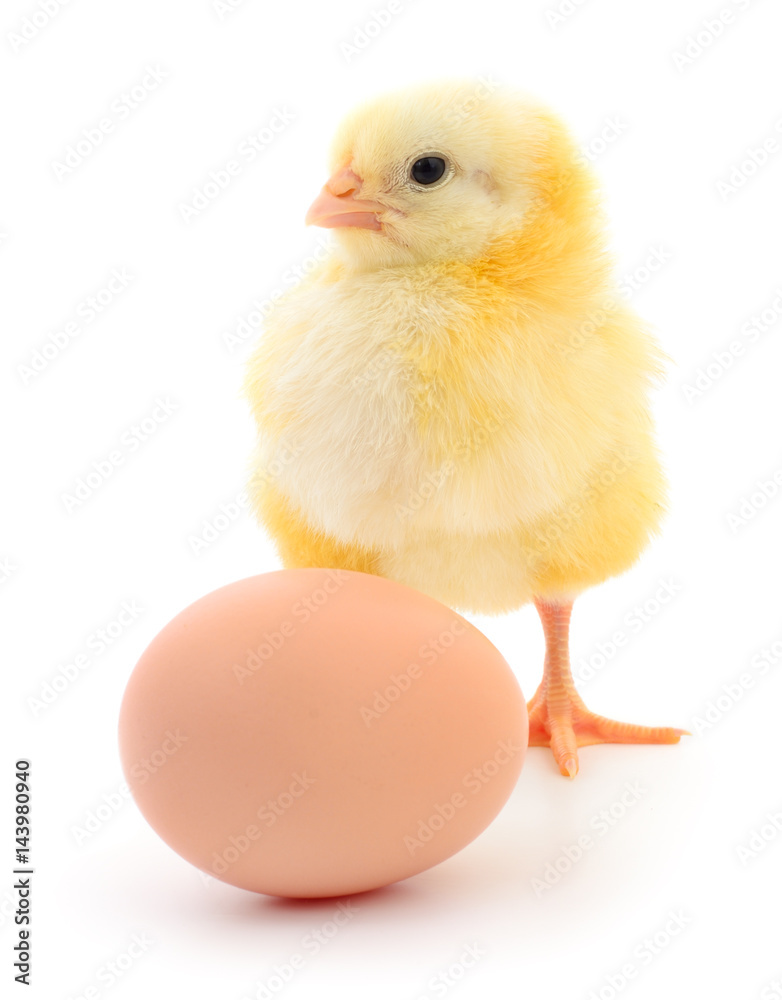 chicken and egg