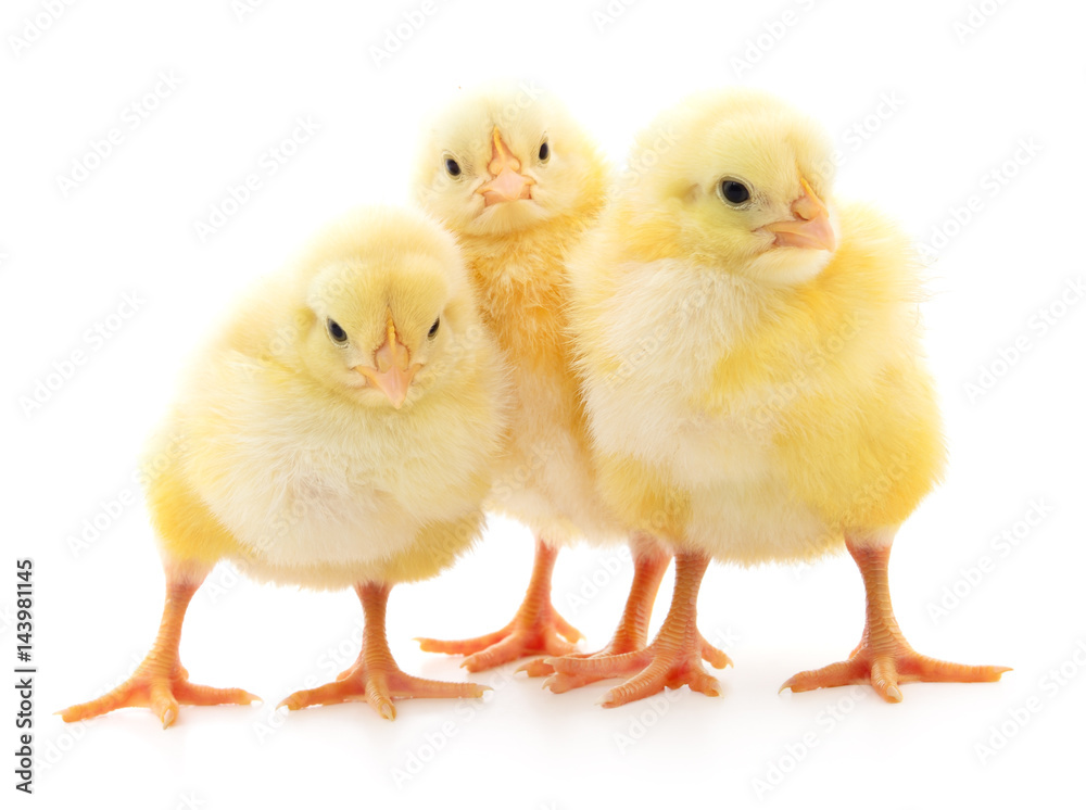 Three cute chicks.