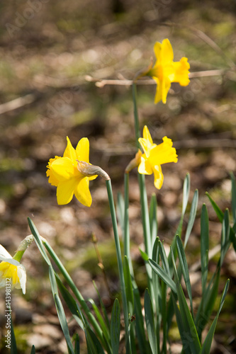 Spring Daffodils 