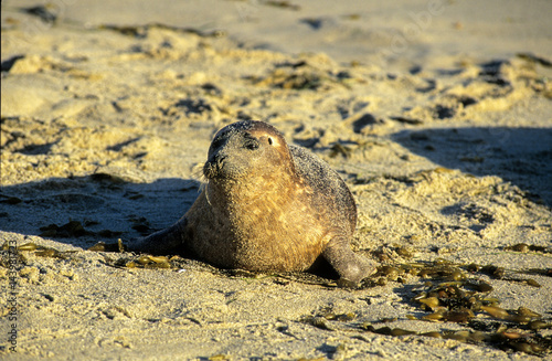 Baby Harbor Seal covered in beach sand in La Jolla California