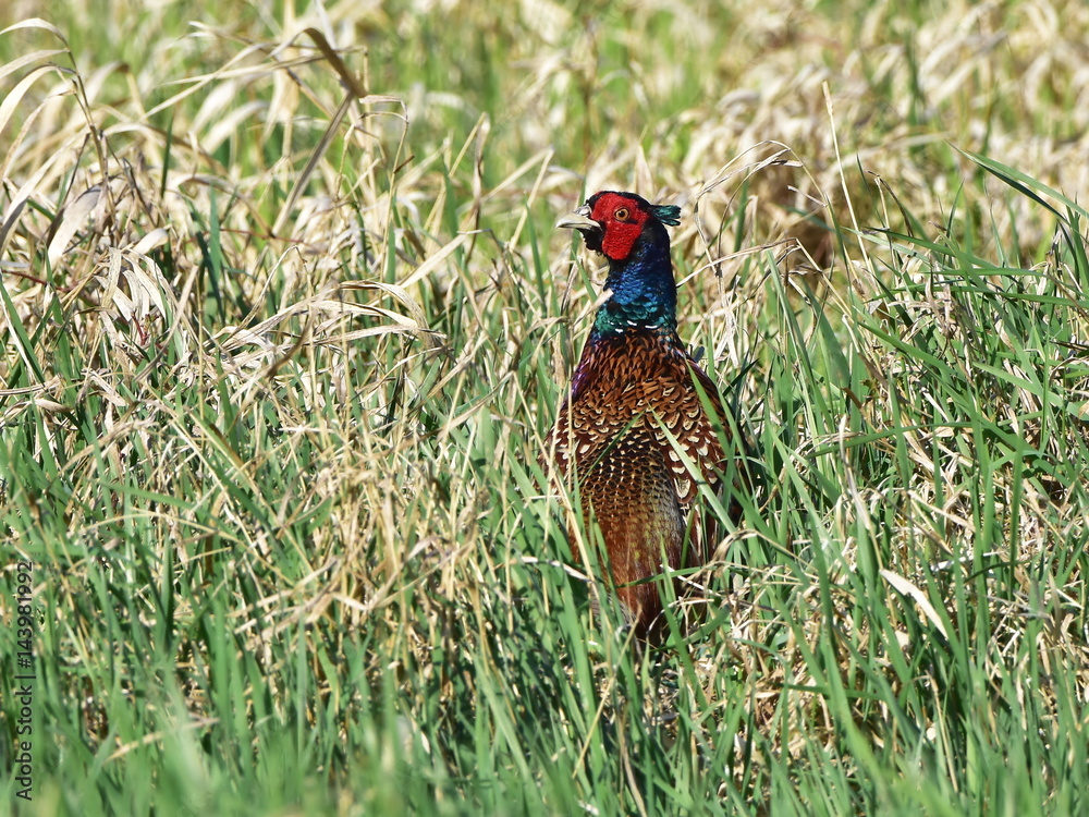 Fototapeta premium wildshot of pheasant in its habitat