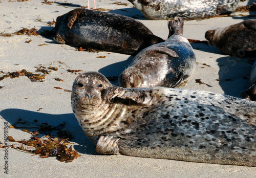 Harbor Seals resting on beach
