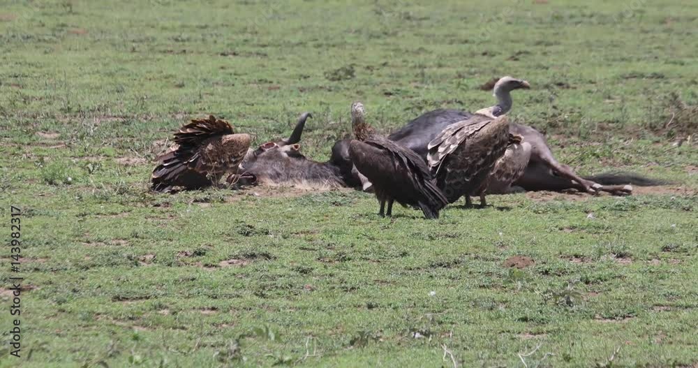 Vultures feeding on wildebeest, Serengeti, Tanzania, 4K Vultures feeding on wildebeest, Serengeti, Tanzania, 4K