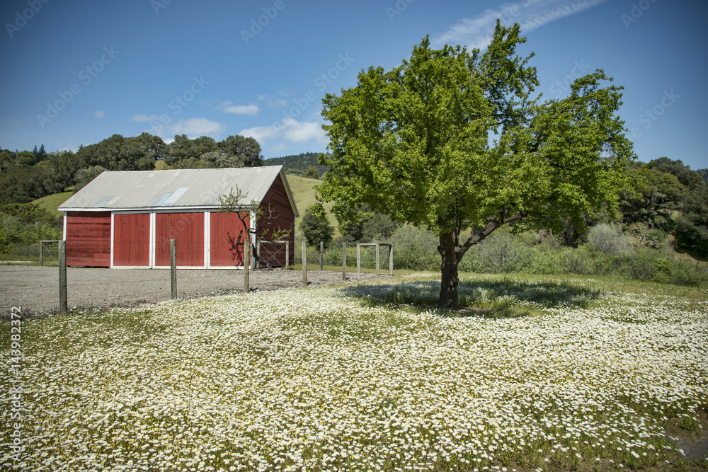 Obraz premium Barn and Apple tree