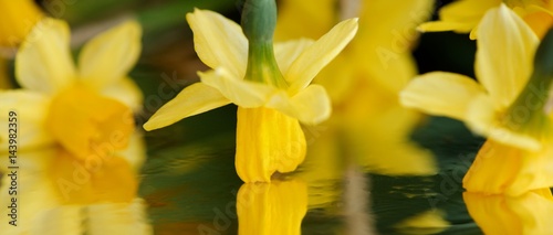 Dancing yellow daffodils with reflection. Panoramic cut