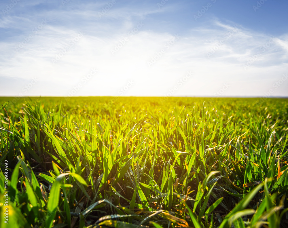 Fototapeta premium closeup green sprouts in a field at the early morning