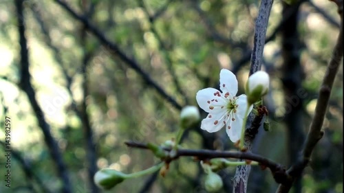 Delicate spring flowers, wild cherries on the branch of a cherry tree. Cherry blossoms of japanese sakura.
