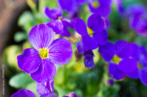 Little violet flowers.