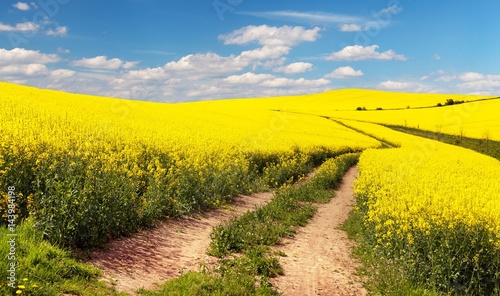 Field of rapeseed, canola or colza