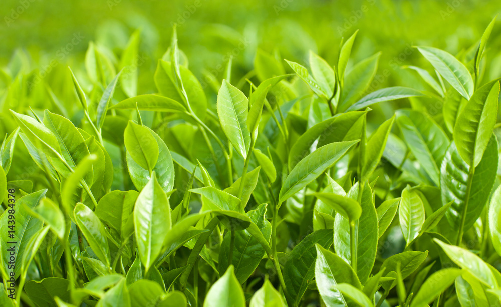 Fototapeta premium Fresh leaves of green tea
