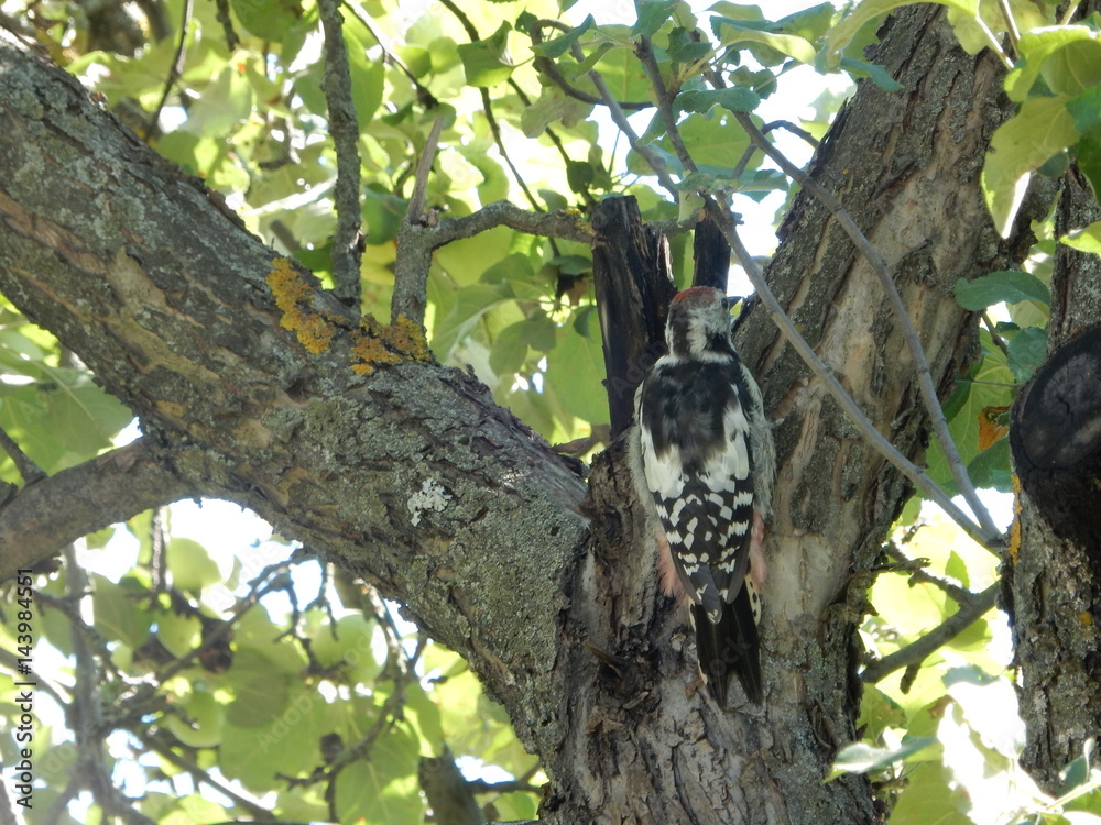 Obraz premium A bird on a branch