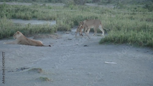 Lioness and cub, Lake Masek, Serengeti photo