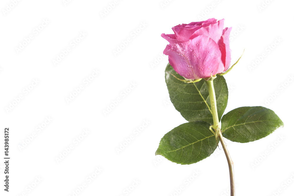 Pink rose on white background Pink rose on white background
