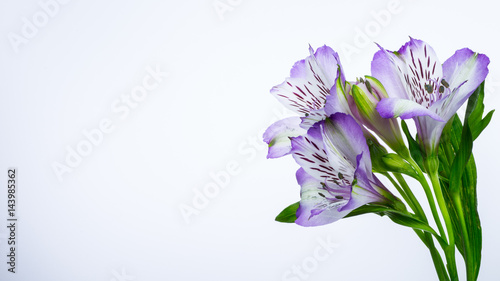 pink flower of alstroemeria