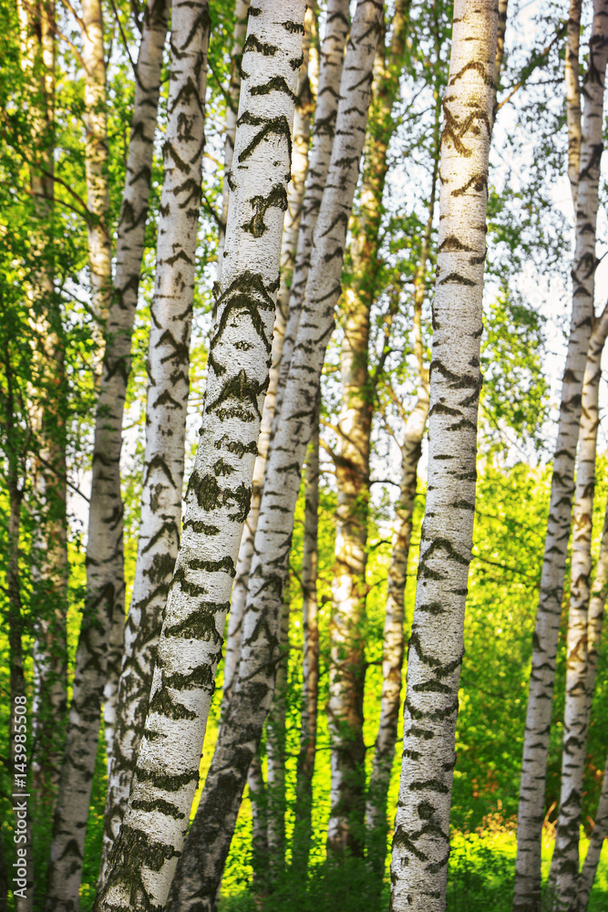 Fototapeta premium summer in sunny birch forest