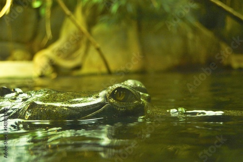 Gavial