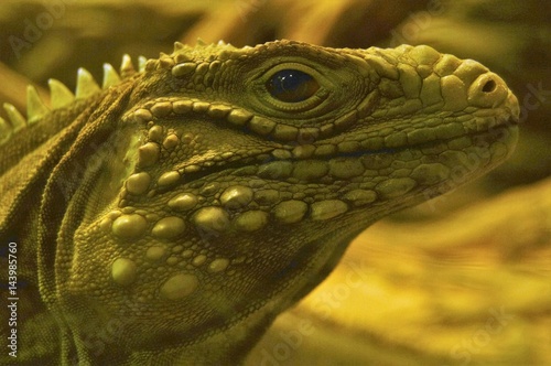 green iguana