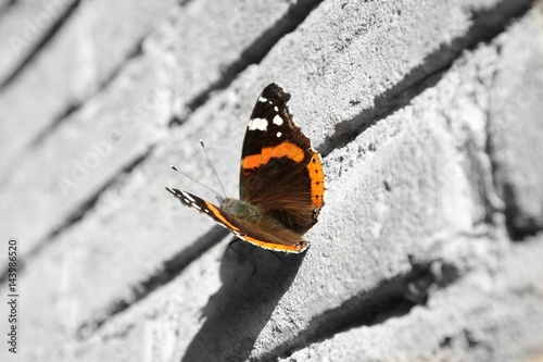 Admiral Schmetterling color splash