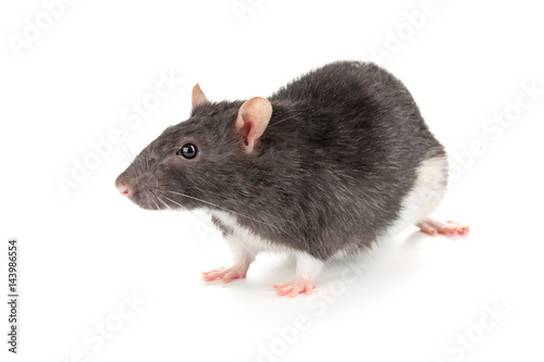 Cute funny rat on white background