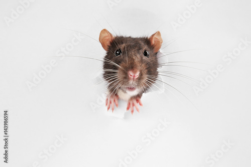 Cute funny rat looking out of hole in white paper