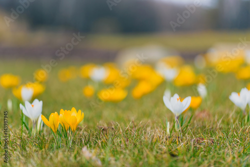 Beautiful yellow and white crocus flowers in the meadow. Blooming spring cover with forrest in the background.