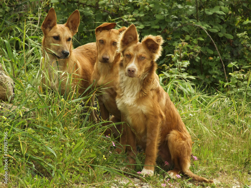 Three distrustful stray dogs are watching attentively their environment