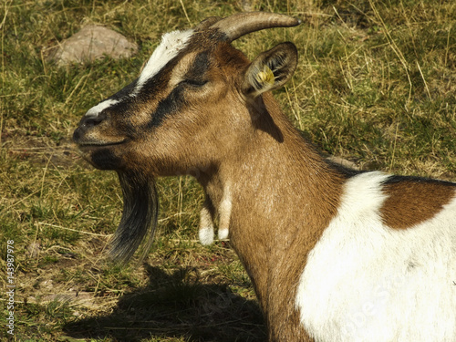 Brown and white spotted goat on an alp in south Tyrol with grin on it's face photo