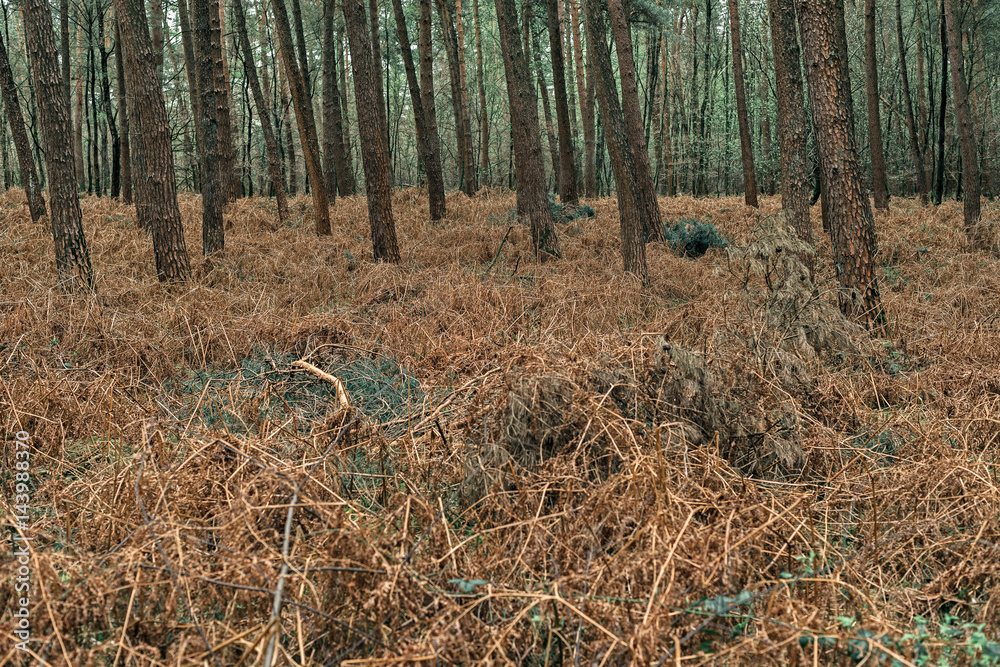 Trunks of pines between dead ferns in forest. Trunks of pines between dead ferns in forest.