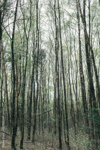 Tall tree trunks in forest. Gelderland. The Netherlands.