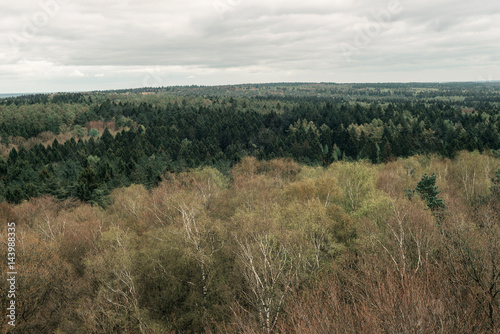 Deciduous and pine forest in spring with cloudy sky. High angle view.