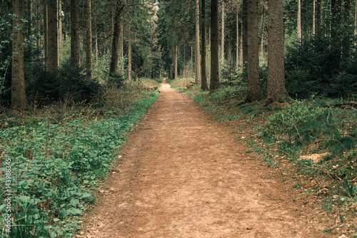 Footpath in spring forest with vanishing point perspective. photo