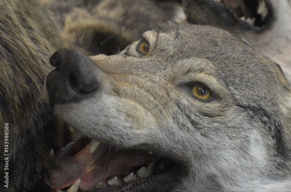 wolf's muzzle close-up