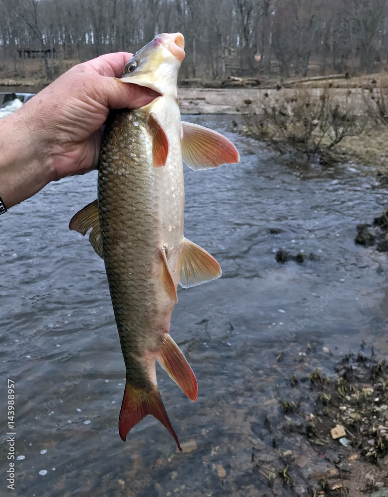Obraz premium Sucker Rough Fish
