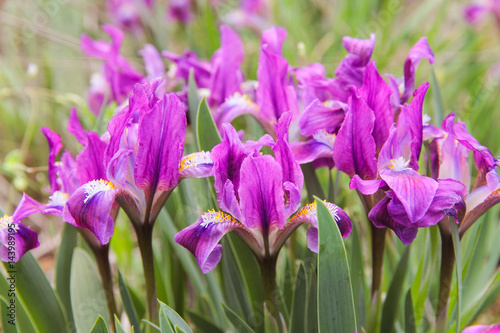 Fototapeta Naklejka Na Ścianę i Meble -  Group of beautiful violet irises in the garden