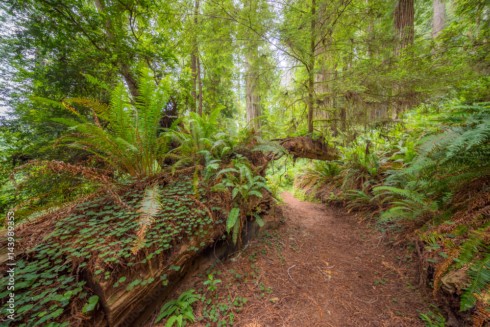 A path in the fairy green forest. Amazing forest of sequoia. Redwood national and state parks. California, USA A path in the fairy green forest. Amazing forest of sequoia. Redwood national and state parks. California, USA