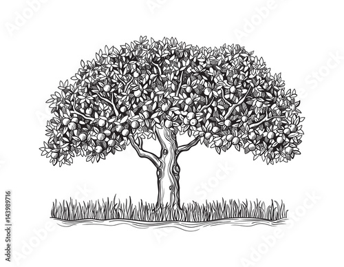 The isolated orange tree with mature fruits on a white background sketch vector illustration