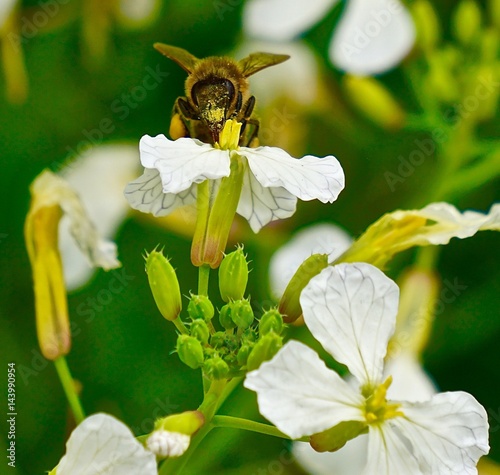 Hungry Haleakala Bee photo