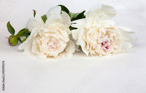 Card for invitation  congratulation With white peonies flowers