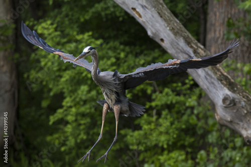 Grey great heron