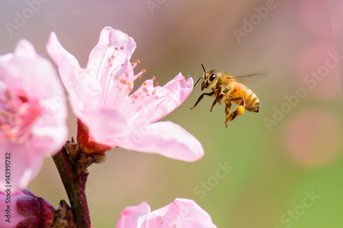 Фотография Honey bee