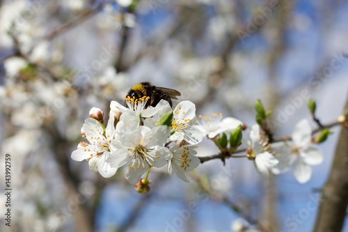 Spring white flowers trees and Bumblebee © venars.original