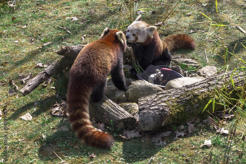 Obraz premium Two red pandas in a zoo