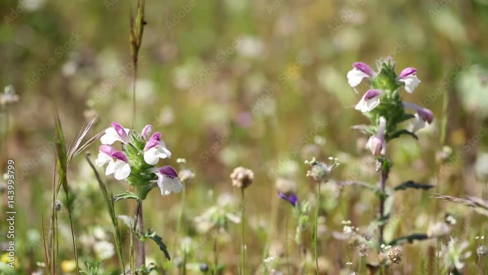 Bartsia trixago (Mediterranean lineseed) wild flowers in nature Bartsia trixago (Mediterranean lineseed) wild flowers in nature
