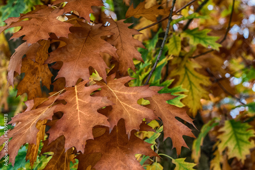 Oak leaves photo